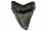 Bargain, Megalodon Tooth - North Carolina #152821-1
